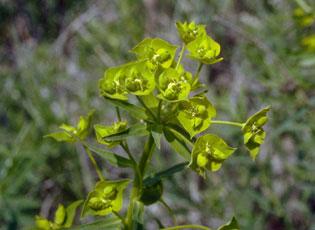 Green plant with yellow-green seed heads